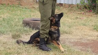 dog is excited for training #protectiondog #dogtraining #germanshepherdpuppy #foryou