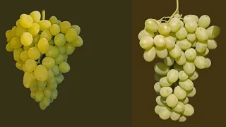 Arkady grapes and grapes Lora Flora, watering grapes