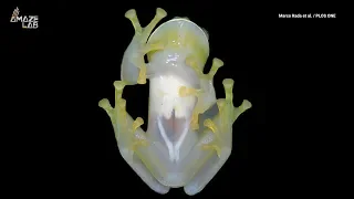 New See-Through Frog Species Discovered From Its Unique Sound