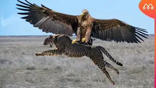 CHEEPARD VS ROYAL EAGLE - WHO WINS THIS FIGHT? - Cheetah vs Golden Eagle real fight