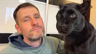 A long-awaited meeting for Luna the panther, Vova is back 🥳😸