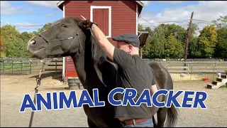 RESCUE HORSE RELIEVED OF NECK PAIN & HEADACHES 🐴 *Relaxing Chiro Session*