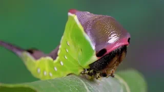 Cerura vinula. Puss moth, Grosser Gabelschwanz, Большая Гарпия