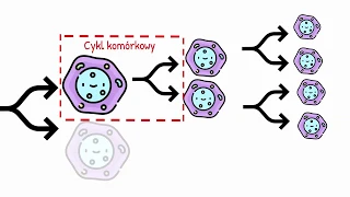 Cykl komórkowy   Interfaza i Faza Podziału