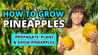 How To Grow LOTS Of Pineapples At Home - The Ultimate #pineapple  Growing Guide #garden #homegarden