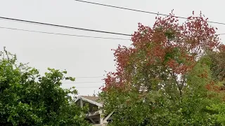 Squirrel on the power line AGAIN!