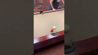 Professional billiard dog