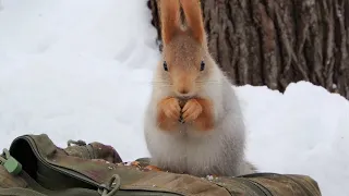 Кормлю белок и синиц / I feed squirrels and birds