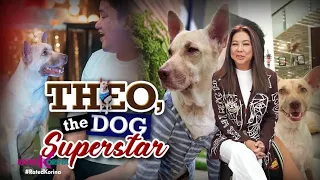 Theo, The Dog Superstar | RATED KORINA