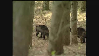 DNR Sees Increase In Black Bear Sightings In Metro Area