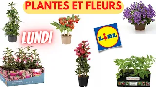 🌺 JARDINERIE LIDL - 14 OFFRES FLEURIES À DÉCOUVRIR LE 15 mai 2023  EN FRANCE