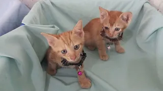 Adopt two poor kittens rescued from a kind sister