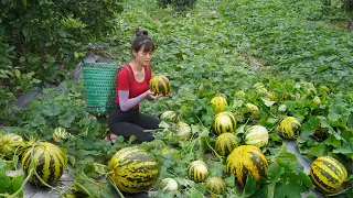Duong Harvest Watermelon Go To The Market Sell - Bushcraft Life, Farm Life