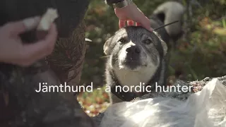 4  Jämthund- a nordic hunter