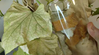 Liječi žute listove krastavca i oživljava trulu biljku!