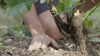 Champagne Château de Boursault, le champagne étoilé