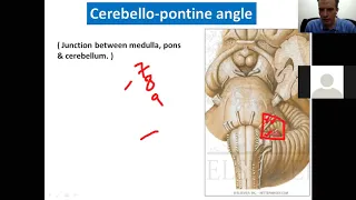 Anatomy Of Pons