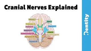 [2021] شرح مبسط وسهل  | Cranial Nerves