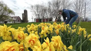 #6 Tractor Work, Harvesting Daffodils, Baby Goats, Unboxing New Plugs, Living Paths - My Flower Farm