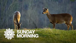 Nature: Spring in the Great Smoky Mountains