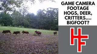 Game Camera Footage: Hogs, Deer, Critters....Bigfoot?