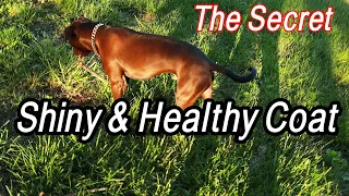 The SECRET To A Healthy And Shiny Dog Coat!