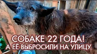 Неужели старую собаку в 22 года выбросили на улицу родственники? Котёнок еле выжил | Вести Умки