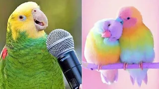 FUNNY AND CUTE PARROTS - TRY NOT TO LAUGH!! ❤️🦜 #2