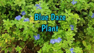 Shaggy dwarf morning glory Plant| Blue Daze Plant