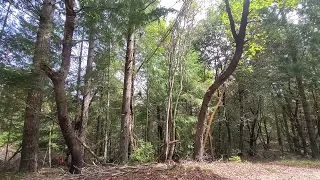 Pole line road, Humboldt Redwood state park