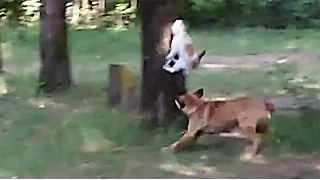 DOG Attacks CAT MUST SEE