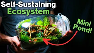 I Made a Self Sustaining Terrarium With a Mini Pond, Here’s How!