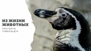 #ИЗЖИЗНИЖИВОТНЫХ: пингвины Гумбольдта