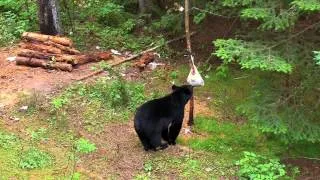 Just Kill'n Time - Big Bears in Big Bear Camp