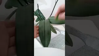 Cómo hacer que las orquídeas florezcan más rápido con aloe vera