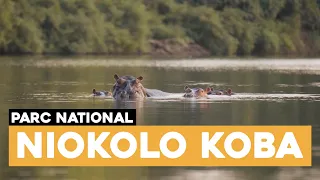 Senegal - Visite du parc naturel Niokolo koba