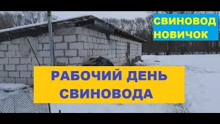 Рабочий день свиновода новичка. Сливаем ванну для сбора фекалий. Откорм свиней. Свиноводство.