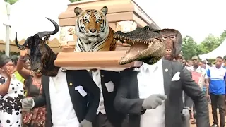 Coffin Dance Meme - WILD ANIMALS Meme Compilation #3