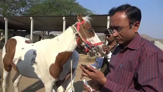 Surgical Removal of Eye Worm in horse on field. By Dr. Sachin Vende & Dr. Sandip Pawar.