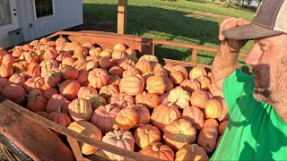 Massive Pumpkin Harvest!