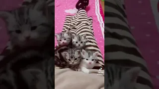 Mom Cat talking her baby kittens to Hooman 🐈