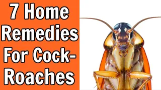 7 Home Remedies For Roaches That Work Wonders