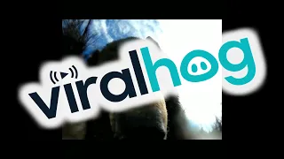 Bear Finds Lost GoPro || ViralHog