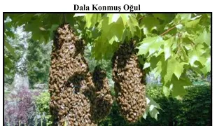 Oğul Hazırlığı ve Çıkışı