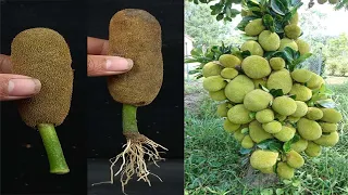 Unique Skill How to grow Jackfruit tree from Jackfruit cobbler || Trees made from Jackfruit