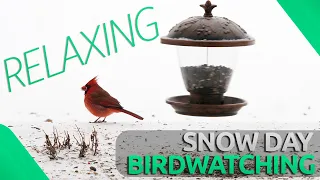 Birdwatching - Beautiful Winter Wonderland