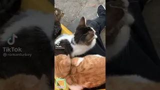 SCARED CATS FUNNY MOMENTS OF CATS STARTLED CATS, Source: https://www.tiktok.com/@romanturkey