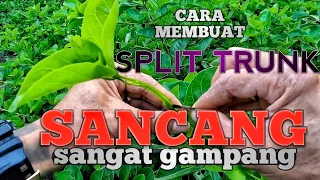 SANCANG SPLIT TRUNK #bonsai #sancang #splittrunk #caramembuatsplittrunksancang