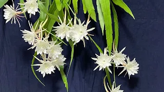 (145)  Vanilla Cactus Blooming - Nishagandhi - Dutchman's pipe cactus