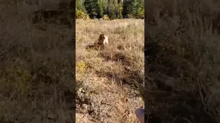 Scary Mountain Lion Encounter : 🎥 Jared Erickson and bambam0069 (IG)